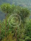 Pseudopanax crassifolius