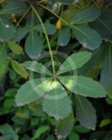 Pseudopanax lessonii