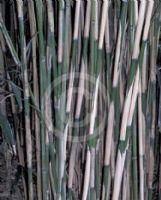 Pseudosasa japonica
