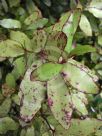 Pseudowintera colorata
