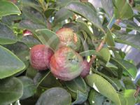 Psidium cattleianum