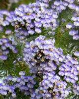 Psoralea pinnata