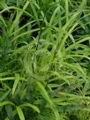 Pteris umbrosa