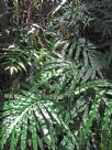 Pteris umbrosa