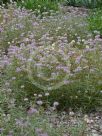 Ptilotus manglesii