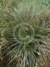Puya coerulea