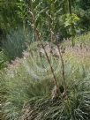 Puya coerulea