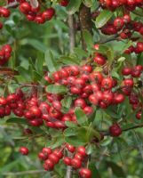 Pyracantha fortuneana