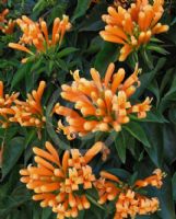 Pyrostegia venusta