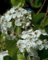 Pyrus calleryana Capital