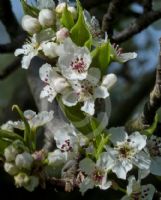 Pyrus ussuriensis