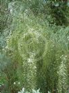 Retama monosperma