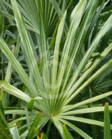 Rhapidophyllum hystrix