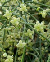 Rhipsalis baccifera