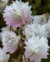 Rhodanthe manglesii