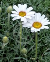 Rhodanthemum catananche