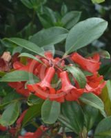 Rhododendron lochiae Viriosum