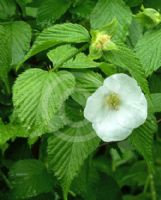 Rhodotypos scandens