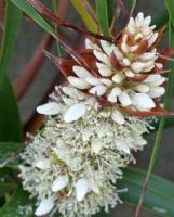 Richea dracophylla