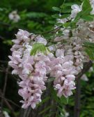 Robinia ambigua Decaisneana