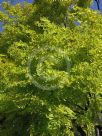 Robinia pseudoacacia Frisia