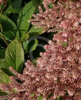 Rodgersia pinnata