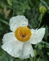 Romneya coulteri