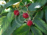 Rubus parvifolius