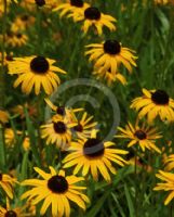 Rudbeckia fulgida