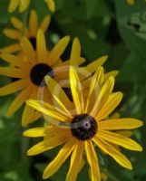 Rudbeckia hirta