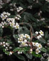 Commersonia hermanniifolia