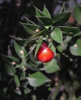 Ruscus aculeatus