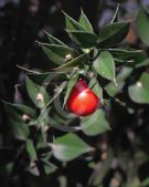 Ruscus aculeatus