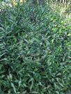 Ruscus hypoglossum