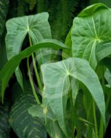 Sagittaria latifolia