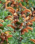 Salvia africana-lutea