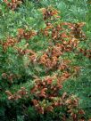 Salvia africana-lutea