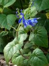 Salvia cacaliifolia