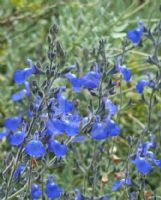 Salvia chamaedryoides