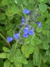 Salvia chamaedryoides