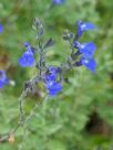 Salvia chamaedryoides