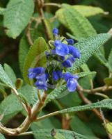 Salvia corrugata