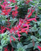 Salvia elegans