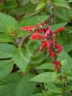 Salvia elegans