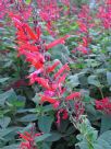 Salvia elegans