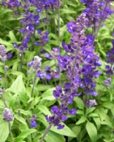 Salvia farinacea Blue Bedder