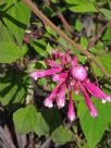 Salvia involucrata Bethellii