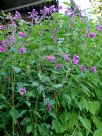 Salvia involucrata Bethellii