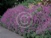 Salvia leucantha