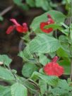 Salvia microphylla